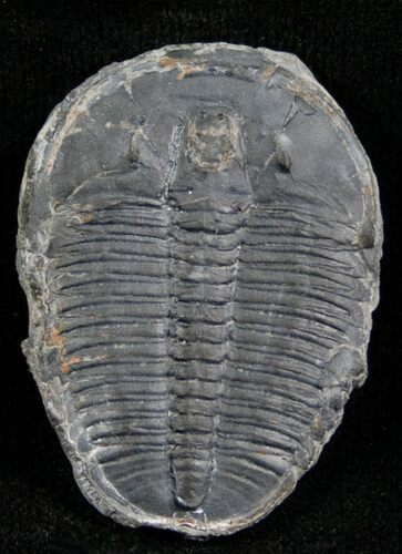 Elrathia Trilobite - Utah #6689